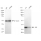 KD-Validated MLD Rabbit mAb (20 μl)