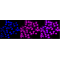 KD-Validated CDK16 Rabbit mAb (20 μl)