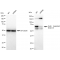 KD-Validated CDK16 Rabbit mAb (20 μl)