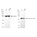 KD-Validated Phospho-Src (Y529) Rabbit mAb (20 μl)