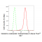 KD-Validated GOT2 Rabbit mAb (20 μl)