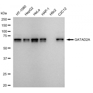 KD-Validated GATAD2A Rabbit mAb (20 μl)