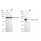 KD-Validated GATAD2A Rabbit mAb (20 μl)