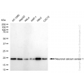 KD-Validated NCS1 Rabbit mAb (20 μl)