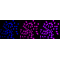 KD-Validated FDPS Rabbit mAb (20 μl)