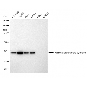 KD-Validated FDPS Rabbit mAb (20 μl)