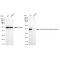 KD-Validated FDPS Rabbit mAb (20 μl)