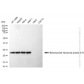 KD-Validated MRPS15 Rabbit mAb (20 μl)