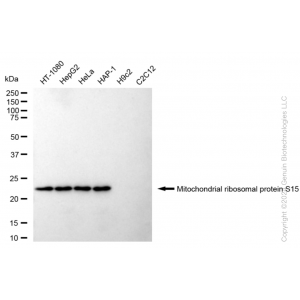 KD-Validated MRPS15 Rabbit mAb (20 μl)