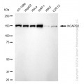 KD-Validated NCAPD2 Rabbit mAb (20 μl)