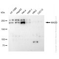 KD-Validated MADD Rabbit mAb (20 μl)