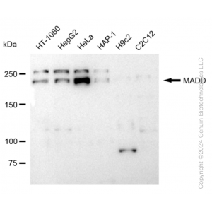 KD-Validated MADD Rabbit mAb (20 μl)