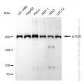 KD-Validated MTOR Rabbit mAb (20 μl)