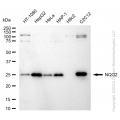 KD-Validated NQO2 Rabbit mAb (20 μl)