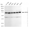 KD-Validated MAP3K2 Rabbit mAb (20 μl)