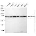 KD-Validated MSN Rabbit mAb (20 μl)