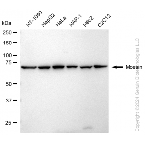 KD-Validated MSN Rabbit mAb (20 μl)