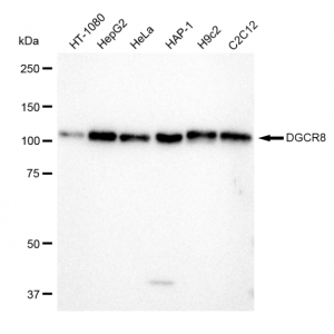 KD-Validated DGCR8 Rabbit mAb (20 μl)