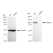 KD-Validated DGCR8 Rabbit mAb (20 μl)