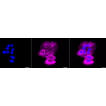 KD-Validated EGFR Rabbit mAb (20 μl)