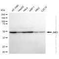KD-Validated MAPK10 Rabbit mAb (20 μl)