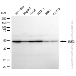 KD-Validated MAPK10 Rabbit mAb (20 μl)