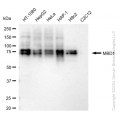 KD-Validated MBD1 Rabbit mAb (20 μl)