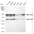 KD-Validated MBD2 Rabbit mAb (20 μl)