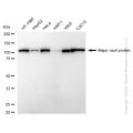 KD-Validated MVP Rabbit mAb (20 μl)