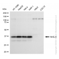 KD-Validated NHEJ1 Rabbit mAb (20 μl)