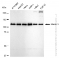 KD-Validated MATR3 Rabbit mAb (20 μl)