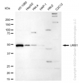 KD-Validated LRG1 Rabbit mAb (20 μl)