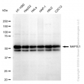 KD-Validated NAP1L1 Rabbit mAb (20 μl)