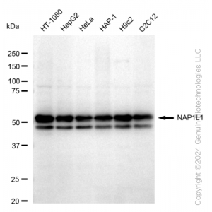 KD-Validated NAP1L1 Rabbit mAb (20 μl)