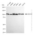 KD-Validated MOV10 Rabbit mAb (20 μl)