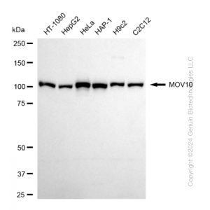 KD-Validated MOV10 Rabbit mAb (20 μl)