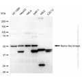 KD-Validated NLK Rabbit mAb (20 μl)