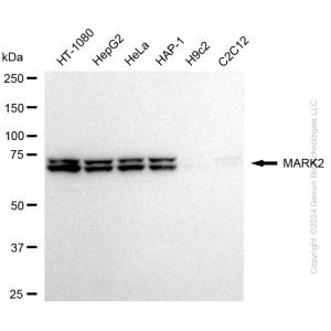 KD-Validated MARK2 Rabbit mAb (20 μl)