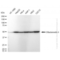 KD-Validated OLFM4 Rabbit mAb (20 μl)
