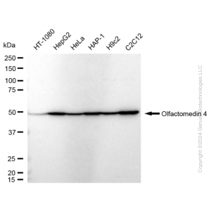 KD-Validated OLFM4 Rabbit mAb (20 μl)