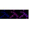 KD-Validated GLB1 Rabbit mAb (20 μl)