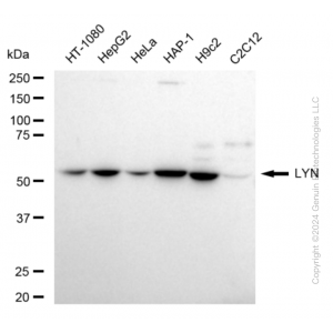 KD-Validated LYN Proto-Oncogene Rabbit mAb (20 μl)