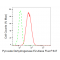 KD-Validated PDCE2 Rabbit mAb (20 μl)