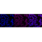 KD-Validated PDCE2 Rabbit mAb (20 μl)
