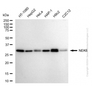 KD-Validated NEK6 Rabbit mAb (20 μl)