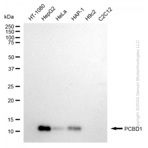 KD-Validated PCBD1 Rabbit mAb (20 μl)