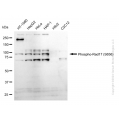 KD-Validated Phospho-Rad17 (S656) Rabbit mAb (20 μl)