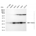 KD-Validated RAB4A Rabbit mAb (20 μl)