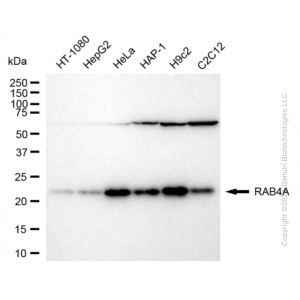 KD-Validated RAB4A Rabbit mAb (20 μl)