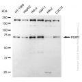 KD-Validated PSIP1 Rabbit mAb (20 μl)